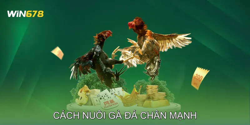 Cách Nuôi Gà Đá Chân Mạnh Vượt Trội Trong Mọi Trận Đấu 8 Cách Nuôi Gà Đá Chân Mạnh Vượt Trội Trong Mọi Trận Đấu