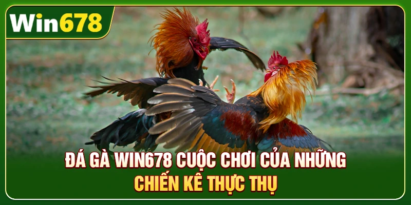WIN678 | Đường Link Trang Chủ Cập Nhật Mới Nhất 2026, +678k 8 Đá gà Win678 cuộc chơi của những chiến kê thực thụ