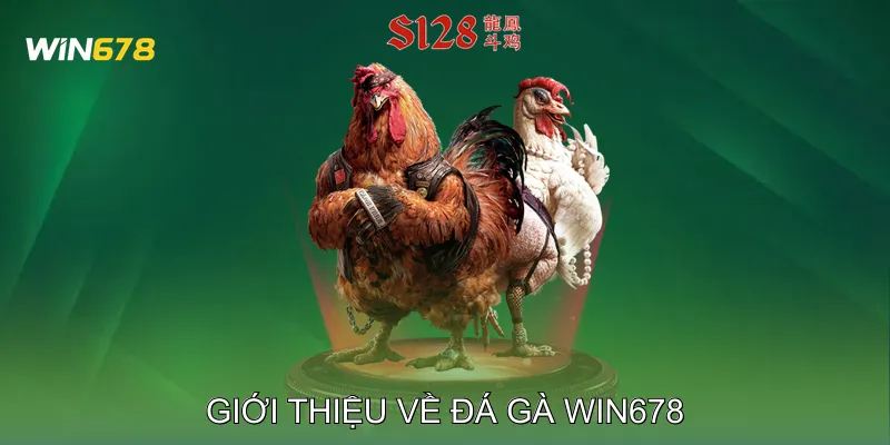 Đá Gà Win678 Cập Nhật Kết Quả Minh Bạch Từng Trận 1 Giới thiệu về Đá gà Win678